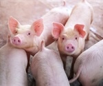 Pigs appear to be immune to SARS-CoV-2