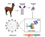 NeutrobodyPlex nanobodies help monitor SARS-CoV-2 immune responses