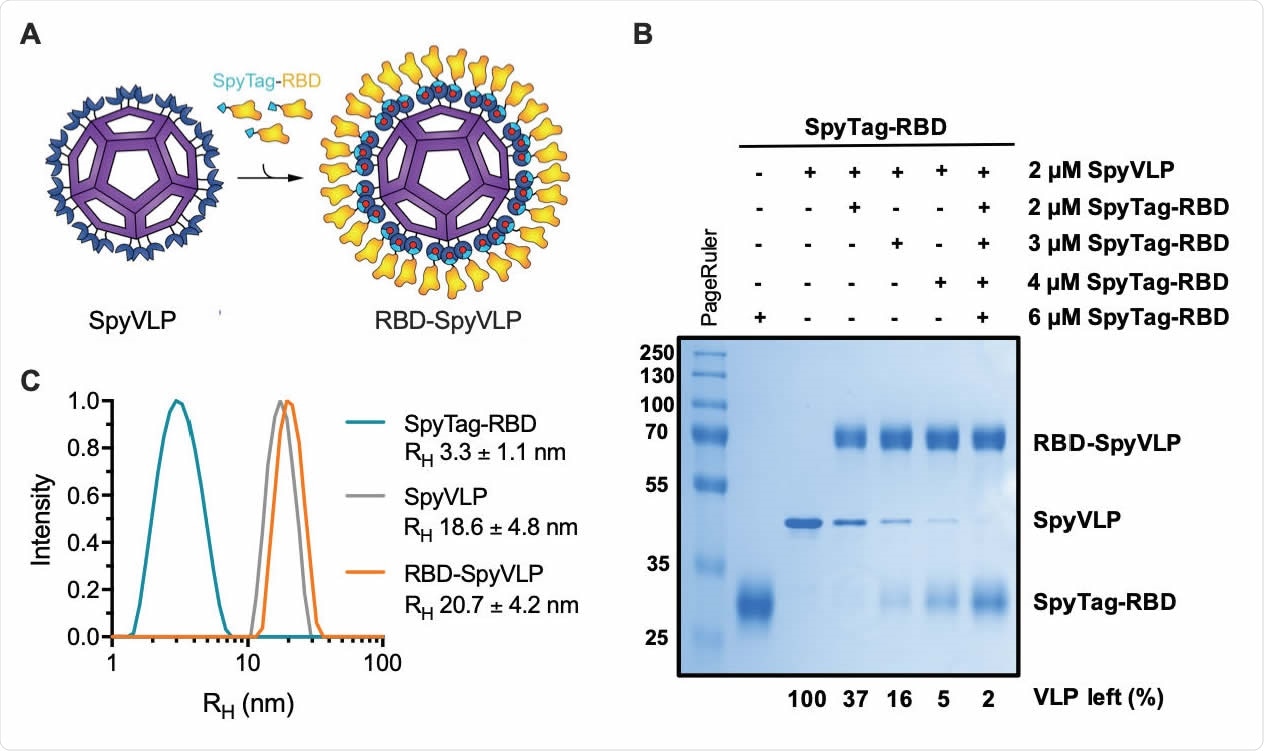 SpyTag-RBD can be efficiently conjugated to SpyCatcher003-mi3 VLP. (A) Schematic diagram of the RBD-SpyVLP vaccine candidate, consisting of SpyCatcher003-VLP conjugated with SpyTag-RBD. The isopeptide bonds formed spontaneously between SpyTag and SpyCatcher are indicated with red dots. (B) Conjugation of SpyCatcher003-mi3 with SpyTag-RBD at various ratios. Reactions were performed at 4 °C overnight and analysed using SDS-PAGE with Coomassie staining and densitometry, with the percentage of unreacted VLP shown. (C) Dynamic light scattering (DLS) characterisation of SpyTag-RBD, SpyVLP, and conjugated RBD-SpyVLP (n=3, values shown as mean±SD).