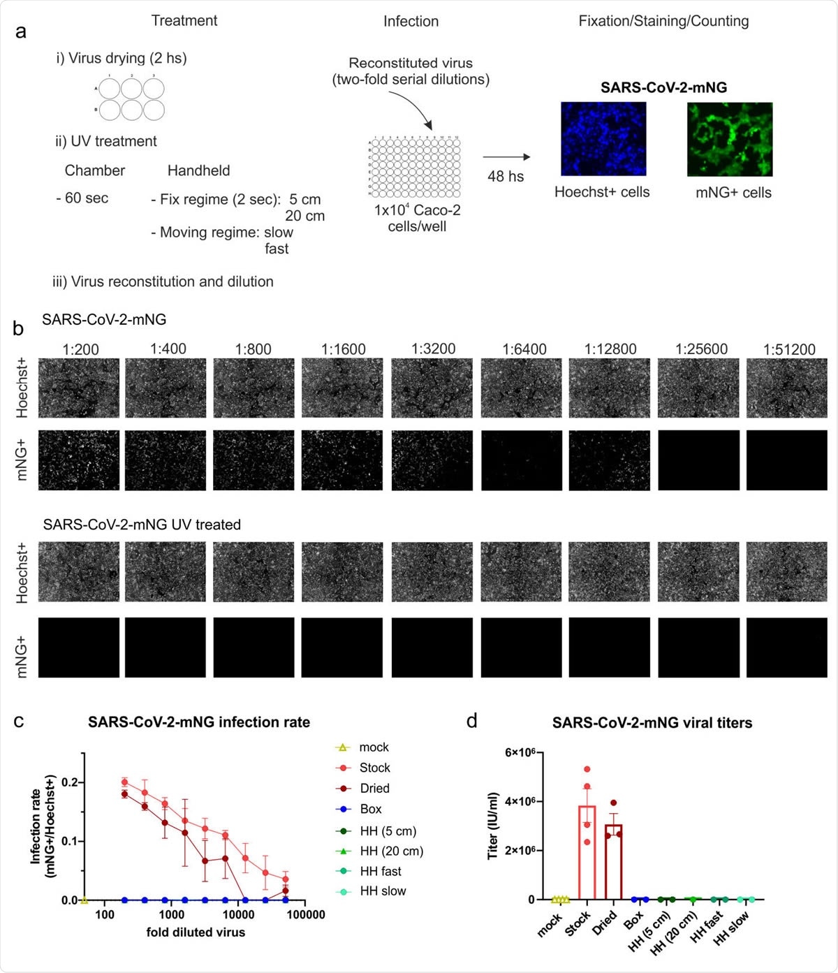 Inactivation of SARS-CoV-2 by UV-C light treatment. (a) Experimental layout of the different UV-treatments and the infection assay employed using the green-fluorescent virus SARS-CoV-2.mNG. (b) Primary data showing the results of the infection assay using the non-treated stock virus as a positive control and the UV-treated virus (HH, fast-moving regime). In the upper row, the total amount of cells for each well of the two-fold serial dilution of virus is shown as Hoechst+. In the 249 lower, infected cells are visualized indicated as mNG+ cells. (c) Infection rate curves for UV-irradiated SARS-CoV-2-mNG using different UV251 treatments. The graph shows the infection rate at each two-fold serial dilution, calculated as the number of infected cells (mNG+) over the total number of cells (Hoechst+) for the non253 treated viral stock (n=4), dried viral stock (n=3), and dried and UV-irradiated virus using five different UV-treatments (n=2). Data are presented as mean +/- SEM of the number of biological replicates indicated above. (d) SARS-CoV-2-mNG viral titers after UV-treatment. The graph shows the viral titers calculated in IU/mL for the mock-infected, non-treated, and dried stock as well as the dried and UV-irradiated virus under the different treatments. The number of biological replicates is directly plotted and indicated in 1c. Data are presented as mean +/- SEM.