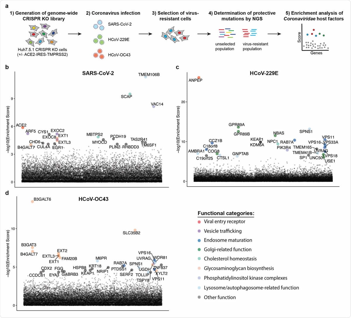 Genome-wide CRISPR KO screens in human cells identify host factors important for infection by for SARS-CoV-2, HCoV-229E and HCoV-OC43. (a) Schematic of CRISPR KO screens for the identification of coronavirus host factors. Huh7.5.1-Cas9 (with bicistronic ACE2-IRES-TMPRSS2 construct for SARS-CoV-2 and without for 229E and OC43 screen) were mutagenized using a genome-wide sgRNA library. Mutant cells were infected with each coronavirus separately and virus-resistant cells were harvested 10-14 days post infection (dpi). The abundance 347 of each sgRNA in the starting and selected population was determined by high-throughput sequencing and a gene enrichment analysis was performed. (b-d) Gene enrichment of CRISPR screens for (b) SARS-CoV-2, (c) 229E and (d) OC43 infection. Enrichment scores were determined by MaGECK analysis and genes were colored by biological function. The SARS-CoV-2 was performed once. The 229E and OC43 screens were performed twice and combined MaGECK scores are displayed.
