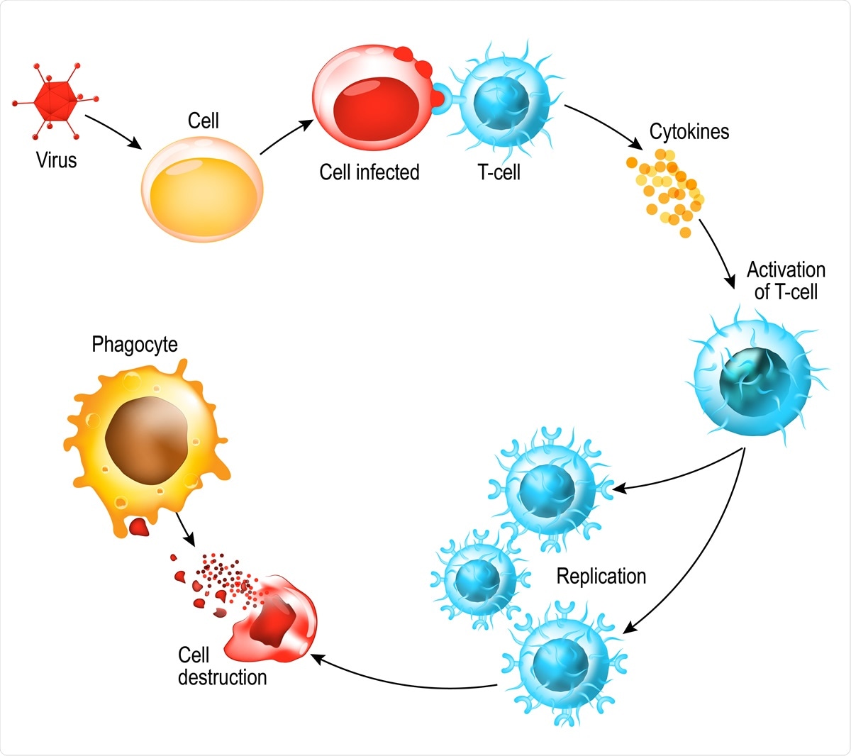 Activation of T-cell leukocytes. T-cell encounters its cognate antigen on the surface of an infected cell. T cells direct and regulate immune responses and attack infected or cancerous cells. Image Credit: Designua / Shutterstock