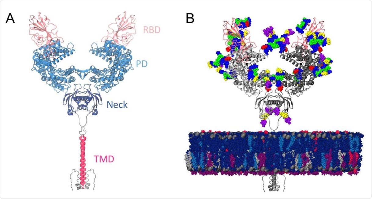 Model structure. (a) Full-length ACE2 homodimer protein structure in complex with spike protein RBDs. ACE2 peptidase, neck and transmembrane domains are shown with cartoons highlighted in blue, navy and magenta, respectively. Spike RBDs are depicted with pink cartoons. (b) Fully glycosylated and membrane-embedded model. ACE2 and RBDs are represented with gray and pink cartoons, respectively. Atoms of N-/O-glycans are shown with per-monosaccharide colored spheres, where GlcNAc is highlighted in blue, mannose in green, fucose in red, galactose in yellow, and sialic acid in purple. Lipid heads (P atoms) are represented with grey spheres, whereas lipid tails are depicted with a licorice representation using the following color scheme: POPC (navy), POPI (violet), POPE (silver), CHL (blue), PSM (magenta).