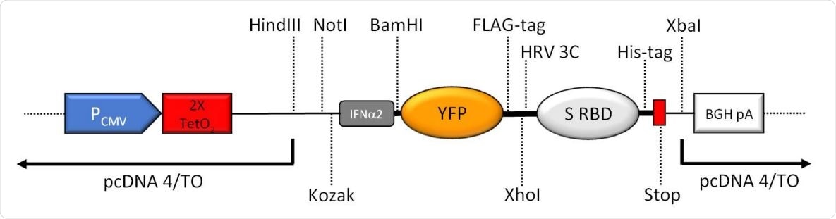 Schematic overview of the key features of the expression region of the construct (not to scale). CMV promoter (PCMV), tetracycline operators (2X TetO2 ), Kozak consensus sequence (Kozak), human interferon alpha 2 (IFN2) signal peptide including start codon for the complete fusion protein, yellow fluorescent protein (YFP), human rhinovirus 3C protease cleavage site (HRV 3C), 2019-nCoV spike RBD (S RBD), 8xHis-tag (His-tag), two stop codons (Stop), BGH polyadenylation sequence (BGA pA). Important unique restriction enzyme recognition sites are indicated.