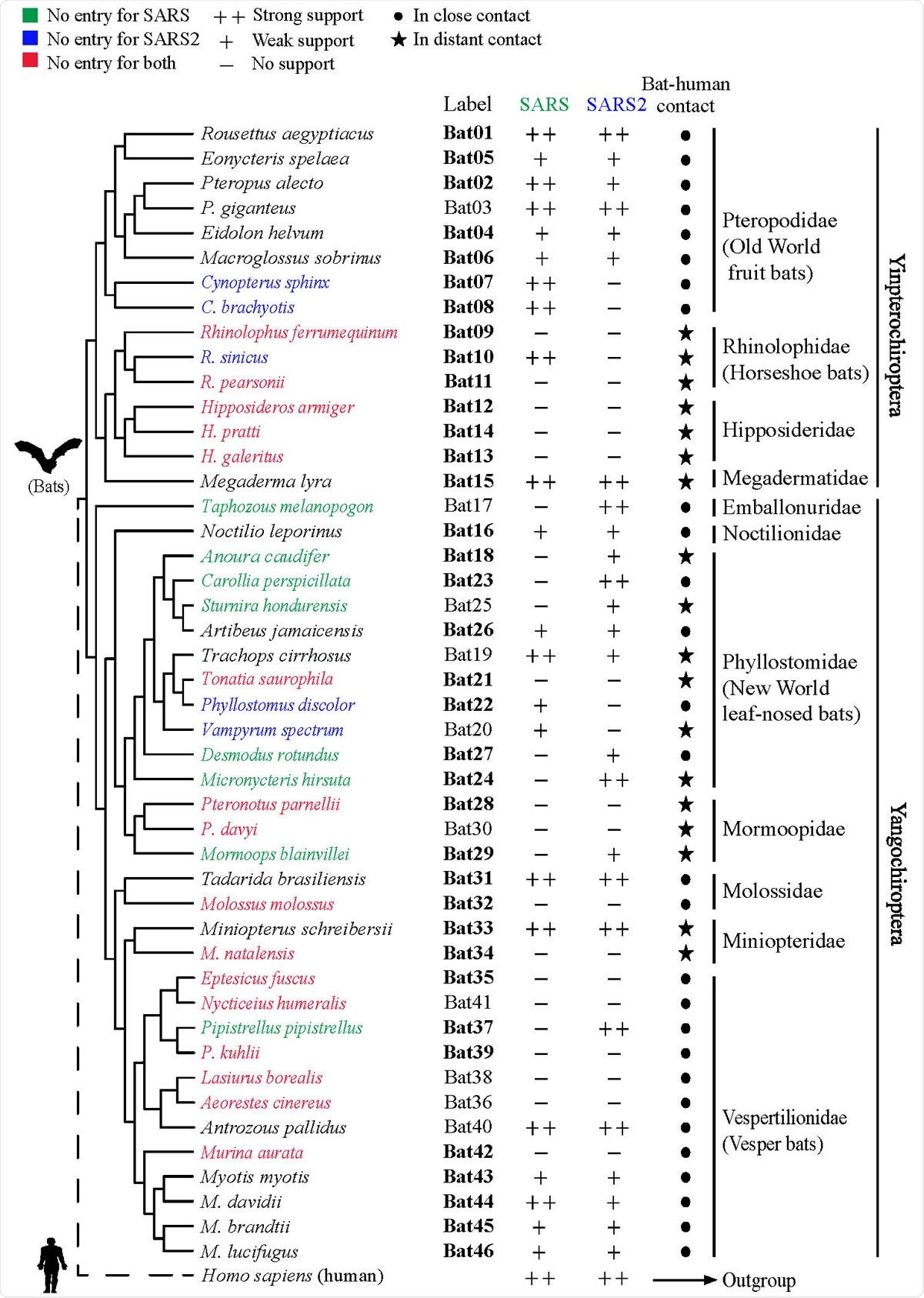 Phylogenetic tree of 46 bat species in this study. Labels of bat species in our experiments are indicated. Infection abilities of bat ACE2 to support SARS-CoV and SARS CoV-2 entry are shown with different signs: infection data are indicated as % mean values of bat ACE2 supporting infection compared with the infection supported by human ACE2; infection efficiency smaller than 5% is indicated with a minus sign (-), between 5% and 50% a plus sign (+), and greater than 50% a double plus sign (++). Labels shown in bold indicate the bat species that have been examined by in silico analyses in a recent study . Bat phylogeny was taken from previous studies.