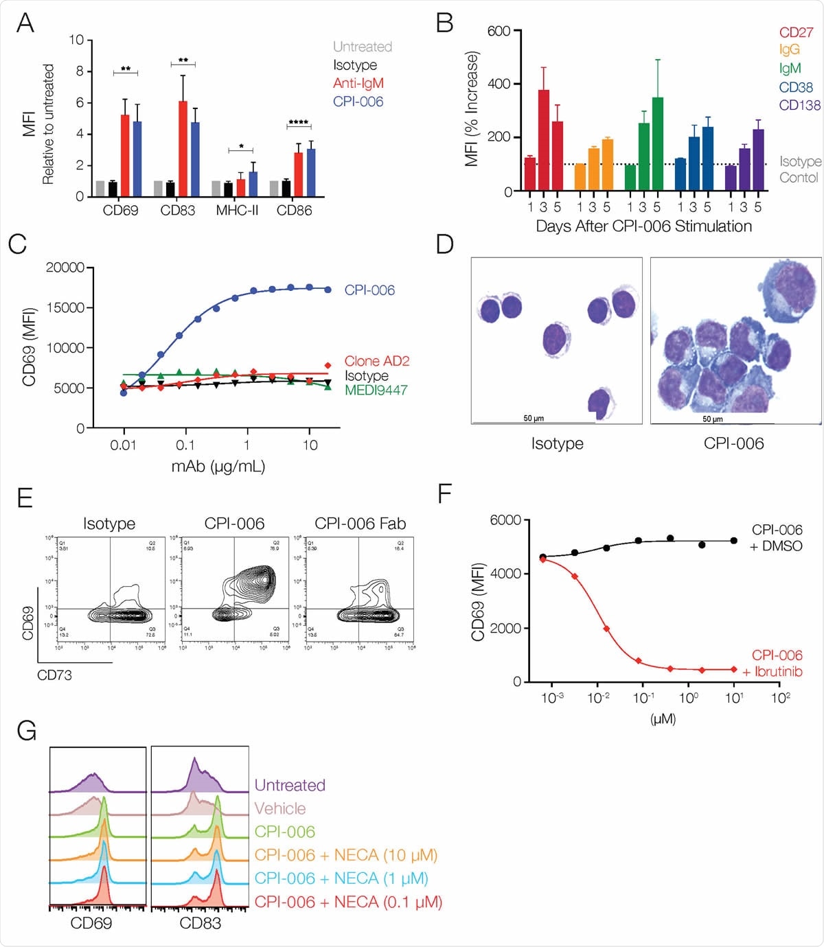 CPI-006 directly activates B lymphocytes and induces maturation into antibody secreting plasmablasts in vitro. (A) Purified B cells from 3-5 healthy donors were incubated overnight with human IgG1 isotype control or CPI-006 (10 μg/mL) or anti-IgM microbeads, a positive control for BCR stimulation. Expression of activation markers CD69, CD83, CD86, or MHC-II was measured by flow cytometry. B) Time dependent increases in the expression of CD27, IgG, IgM, CD38, and CD138 on purified B cells cultured in the presence of CPI-006 or isotype control (1 μg/mL). Mean fluorescence intensity (MFI) was determined for each marker and was normalized to the untreated or isotype control for each donor. C) B cell activation is unique to CPI-006 as other anti-CD73 antibodies do not induce CD69 expression. Expression of CD69 (MFI) was measured by flow cytometry. D) Representative images of purified B cells cultured with isotype control (left panel) or CPI-006 for 2 days. E) Purified B cells were incubated overnight with 10 μg/mL human IgG1 isotype control or CPI-006 or equimolar CPI-006 Fab. CD69 and CD73 were measured on B cells by flow cytometry. (F) Human PBMCs were incubated overnight with a fixed concentration of CPI-006 (10 μg/mL) along with ibrutinib or vehicle control over a range of concentrations. Expression of CD69 on B cells (CD19POSCD3NEG) was measured by flow cytometry. G) Human PBMCs were incubated overnight with 10 μg/mL CPI-006 with or without NECA over a range of concentrations or 10 μM APCP. Expression of CD69 on B cells (CD19+CD3-) was measured by flow cytometry and MFI is reported. Error bars represent mean ± SD. *p<0.05, **p<0.01 as determined by t-test.