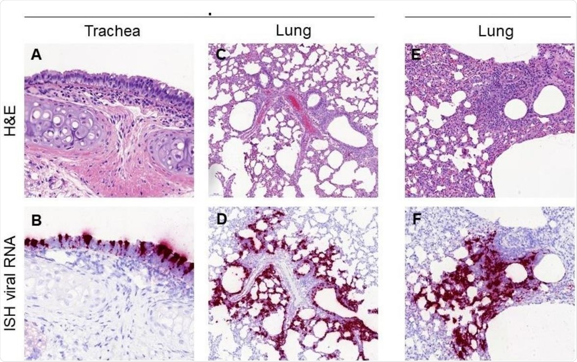 Histopathological findings in hamsters inoculated with SARS-CoV-2 UCN19 strain. Mild inflammatory cell infiltration observed in the trachea at D2 (A, 400x) with high presence of viral RNA by ISH within respiratory epithelial cells (B, 400x). Inflammatory infiltrates with the lung parenchyma, mostly within the bronchial and bronchiolar mucosa but also surrounding airways and blood vessels are observed at D2 (C, 100x) and D4 (E, 200x). The presence of the inflammatory infiltrates is correlated with the viral RNA staining in sequential sections at D2 (D, 100x) and D4 (F, 200x).
