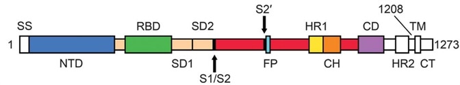 Capabilities of a Recombinant Spike Protein Trimer
