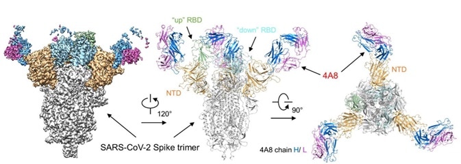 Cryo-EM of S protein and NTD domain.