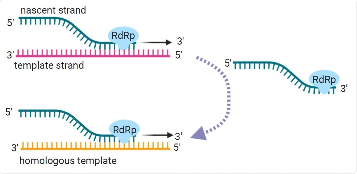 Copy-choice recombination is the presumed primary recombination mechanism for RNA viruses. During negative strand synthesis, the replication complex and the nascent strand disassociate from the template strand. From there, the replication complex can template-switch, or reassociate with a homologous or replicate template strand.