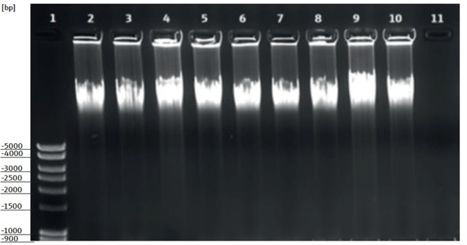 Results of horizontal agarose gel electrophoresis, gDNA from whole blood samples (pelleted nucleated cells), extracted by means of an automated process using smart Blood DNA Midi prep (a96) in combination with the CyBio® FeliX pipetting system. Visualized is a used quantity of 10 μl of eluate on a 0.8 % agarose gel with added ethidium bromide. Column 1: DNA ladder; Columns 2 – 10: DNA extracted from nucleus containing cells from 3 ml whole blood; Column 11 : negative control (CO)