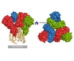 Verifying S Protein in a Trimeric Form