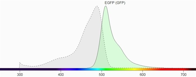 a) Excitation and emission spectrum of GFP (Source: Biotium).