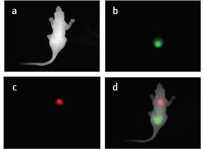 a) White image of the silicone mouse. b) GFP signal in the silicone mouse. c) RFP signal in the silicone mouse. d) Composited white channel, GFP channel and RFP channel to help visualize the GFP and RFP signal