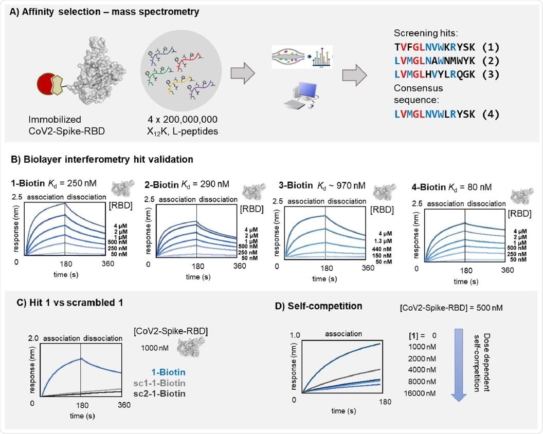 SARS-CoV-2-spike-RBD binding peptides with nanomolar affinity were identified by affinity selection-mass spectrometry. A) Schematic representation of the AS-MS workflow and enriched sequences. In brief: biotinylated SARS-CoV-2-spike-RBD was immobilized on magnetic streptavidin beads and then incubated with peptide libraries. Unbound members were removed by washing. Peptides bound to SARS-CoV-2-spike-RBD were eluted and analyzed by nanoLC-MS/MS. B) BLI curves for association/dissociation of 1, 2, and 4 to SARS-CoV-2-spike-RBD (in kinetic buffer: 1x PBS, pH = 7.2, 0.1% bovine serum albumin, 0.02% Tween-20). While peptide 4 had somewhat higher affinity, peptide 1, compared to 2 and 4, had the best solubility and was used for all further investigations. Peptides 2 and 4 precipitated within hours at concentrations greater than 10 μM. Kinetic binding results are reported in SI Table 1. C) BLI curves for 1 (blue line) and scrambled analogs of 1 (light and dark grey lines respectively, sc1: GSVKRWLTYVKNFK and sc2: RFYVTKGWSNKVLK). D) Self-competition analysis (BLI association) of 1 to SARS-CoV-2-spike-RBD : 1-biotin immobilized on BLI tips was dipped into solutions containing SARS-CoV- 2-spike-RBD and 1 ([RBD] = 500 nM; [1] = 0 – 16 μM). Increasing the concentration of 1 in solution causes less free RBD available in solution (due to RBD-1 complex formation) and results in a concentration dependent decrease in BLI response.