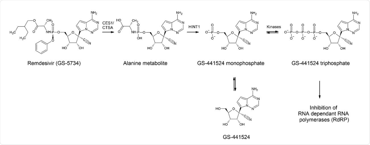 Metabolism of REM (GS-5734) leading to GS-441 524