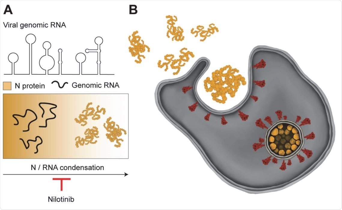 Model for remodeling of viral RNA genome by the SARS CoV-2 N protein. (A) The N protein packages viral genomic RNA into asymmetric gel-like structures through phase separation. Nilotinib disfavors formation of higher order structures by the N protein, and may disrupt packaging of the RNA genome into the viral envelope. (B) vRNPs interact with the viral membrane proteins on the surface of the ER-Golgi intermediate compartment and form the enveloped virus.