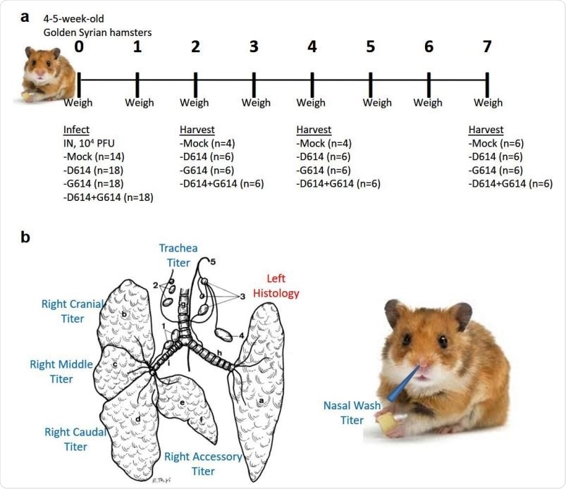 Experimental design of hamster infection and sample harvest. (a) Graphical overview of experiment to assess the impact of G614 mutation on replication in the respiratory system of hamsters. (b) Schematic samples harvested on days 2, 4, and 7 post infection. Illustration of hamster lung adapted from Reznik, G. et al. Clinical anatomy of the European hamster. Cricetus cricetus, L.