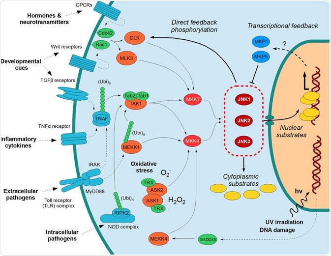 JNK protein pathway