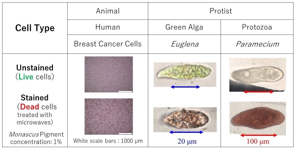 Researchers use natural pigment for screening cell viability
