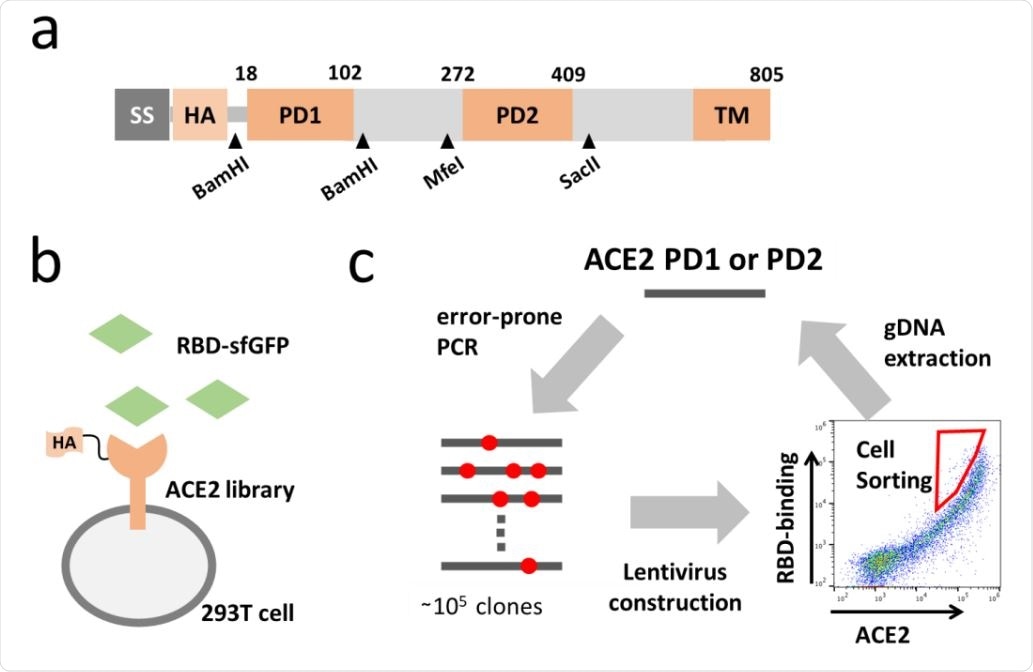 Directed evolution of ACE2. (a) Full length ACE2 was optimized to fit screening. Synthetic signal sequence and HA tag were fused to mature ACE2 and restriction sites were introduced by optimizing codon optimization for the mutated fragment replacement. (b) ACE2 mutant library was expressed in 293T cell and incubated with the RBD of SARS-CoV-2 fused to superfolder GFP (sfGFP). (c) Error-prone PCR amplification of ACE2 protease domain induced random mutations in the rate of one mutation per 100bp and generated a library of ~105 mutants. Mutant library-transduced cells were incubated with the RBD-sfGFP. Top 0.05 % population with high level of bound RBD-sfGFP relative to ACE2 expression was sorted and underwent DNA extraction, followed by next cycle mutagenesis.