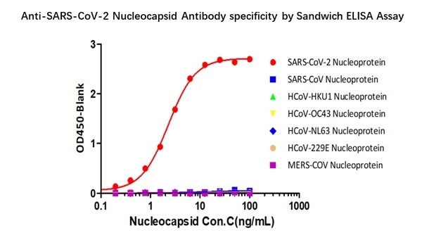 Demonstration of the specificity of Anti-SARS-CoV-2 N antibody pairs (Cat. No. NUN-S46 & Cat. No. NUN-S47) to the Nucleocapsid protein.