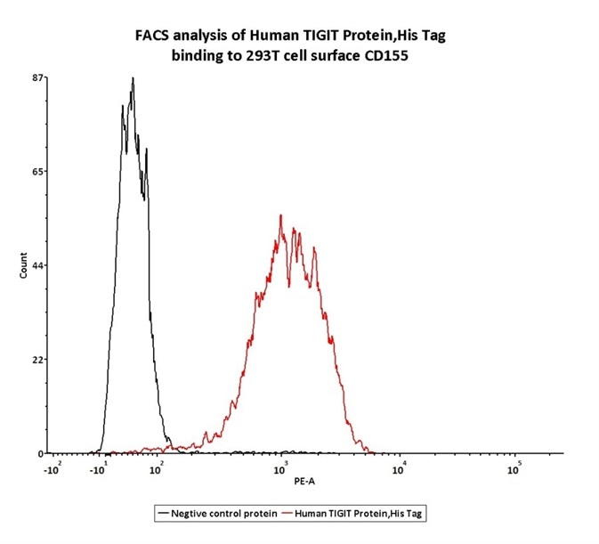 FACS assay shows that Human TIGIT, His Tag (Cat. No. TIT-H52H3) can bind to 293T cell overexpressing human CD155. The concentration of TIGIT used is 0.3 μg/mL.
