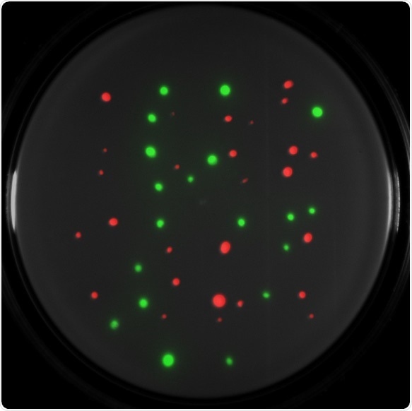 c) Composited green and red fluorescent colonies on a white light image.