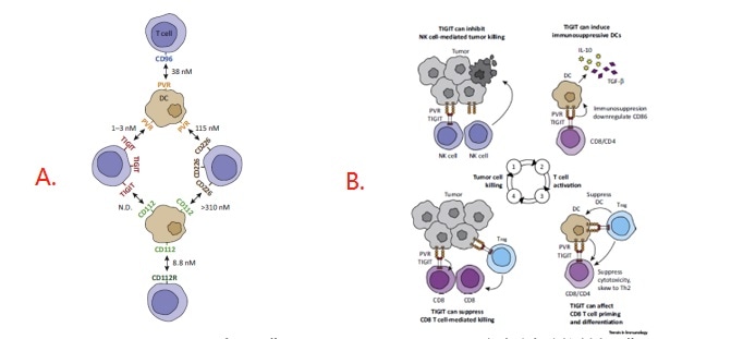 A: Expression and Interactions of PVR Family Members; B: Inhibition of the Cancer Immunity Cycle by TIGIT