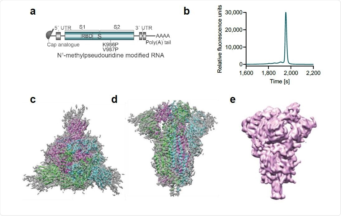 Vaccine design and characterisation of the expressed antigen. a, BNT162b2 RNA structure. UTR, untranslated region; S, SARS-CoV-2 S glycoprotein; S1, N-terminal furin cleavage fragment; S2, C-terminal furin cleavage fragment; RBD, receptor-binding domain. Positions of the P2 mutation (K986P and V897P) are indicated. b, Liquid capillary electropherogram of in vitro transcribed BNT162b2 RNA. c, A 3.29 Å cryoEM map of P2 S, with fitted and refined atomic model, viewed down the three-fold axis toward the membrane. d, Cryo-EM map and model of (d) viewed perpendicular to the three-fold axis. e, Mass density map of TwinStrep-tagged P2 S produced by 3D classification of images extracted from cryo-EM micrographs with no symmetry averaging. This class, in the one-RBD ‘up’, two RBD ‘down’ positioning, represents 20.4% of the population.