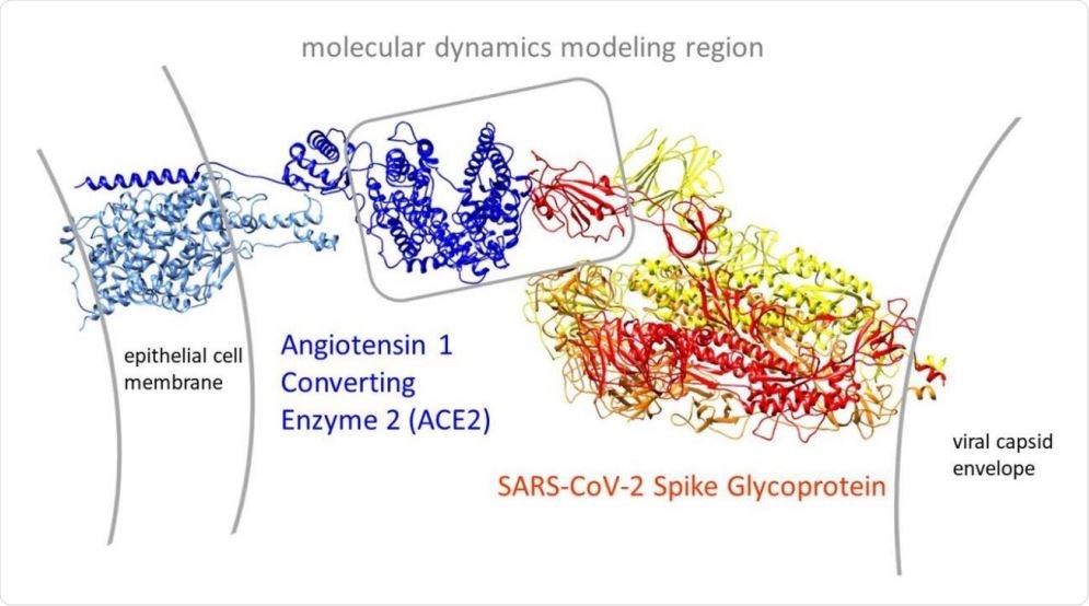 Overview of the open conformation SARS-CoV-2 spike glycoprotein (PDB: 6vyb) interaction with its human target cell receptor, angiotensin 1 converting enzyme 2 (ACE2 PDB: 6m17). The gray box in the center shows our modeling region that bounds most of the subsequent molecular dynamics simulations in the study.