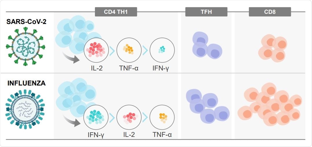 Study: Systematic examination of T cell responses to SARS-CoV-2 versus influenza virus reveals distinct inflammatory profile.