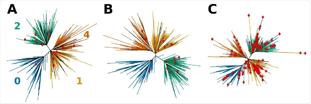 Effects of sequence composition on the topology of the phylogenetic tress for SARS-CoV-2. A tree obtained directly from NextStrain (A) is first compared to (B) the tree computed using Bolotie consensus sequences for the same set of isolates. (C) Shows a tree computed for the same set of isolates with 210 additional recombinant sequences as identified by Bolotie. Leaf nodes that correspond to recombinant genomes are labeled with red dots.