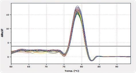 Melting peaks of the PCR amplicons result in a melting temperature of 78.80 °C with a SD of 0.13 °C.