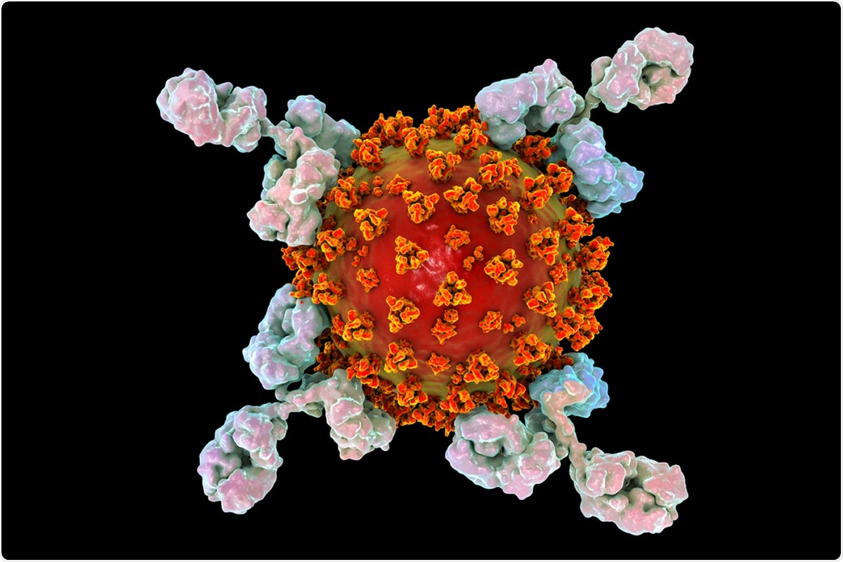 Antibodies attacking SARS-CoV-2 virus. Illustration Credit: Kateryna Kon / Shutterstock