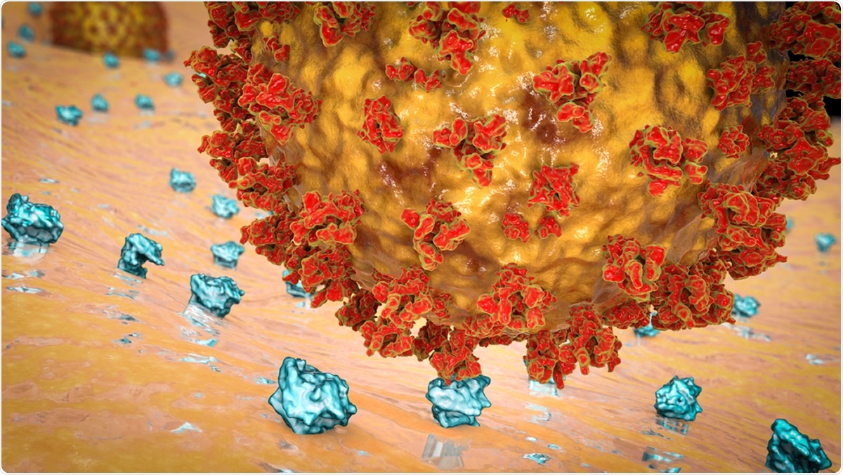 SARS-CoV-2 virus binding to ACE2 receptors on a human cell. Illustration Credit: Kateryna Kon / Shutterstock