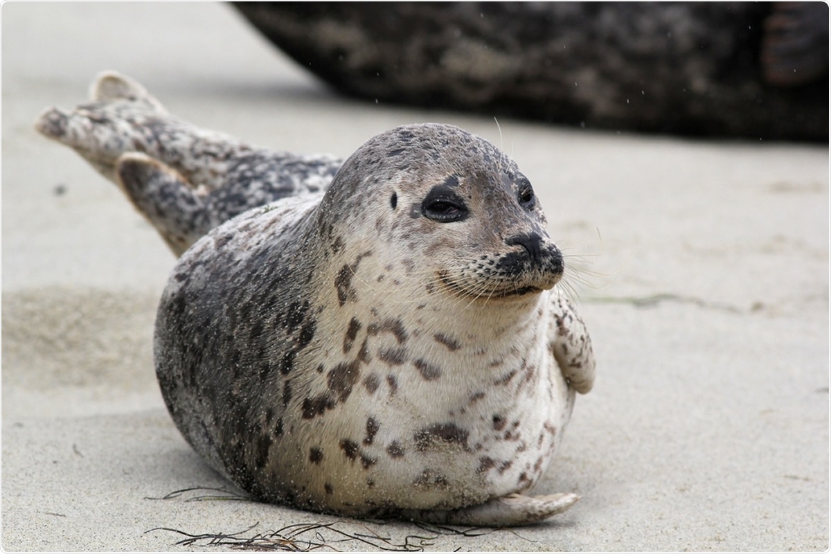 Happy Harbor Seal. Image Credit: Randy Bjorklund / Shutterstock