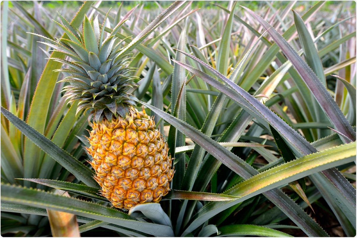 Study: Bromelain Inhibits SARS-CoV-2 Infection in VeroE6 Cells. Image Credit: 9comeback / Shutterstock