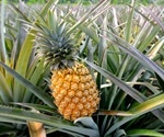 Could pineapples be a new weapon against COVID-19?