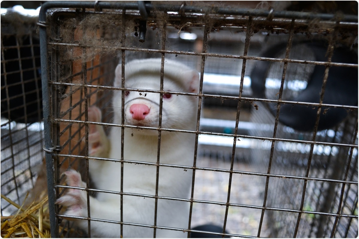 Study: Jumping back and forth: anthropozoonotic and zoonotic transmission of SARS-CoV-2 on mink farms. Image Credit: Lynsey Grosfield / Shutterstock