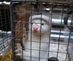 Study shows SARS-CoV-2 jumps back and forth between animals and humans on mink farms