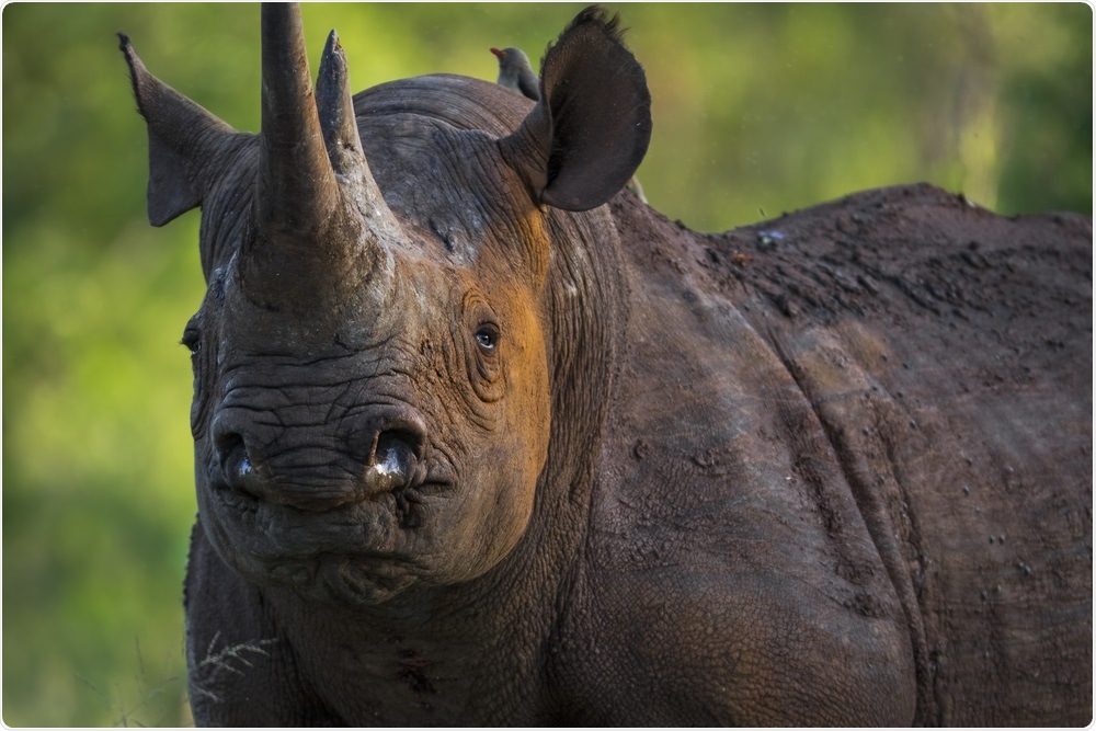 Black Rhino in the bush of Kruger National Park. The species overall is classified as critically endangered. Image Credit: Bigger Pixel Photography / Shutterstock