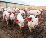 Susceptibility of domestic pigs to SARS-CoV-2