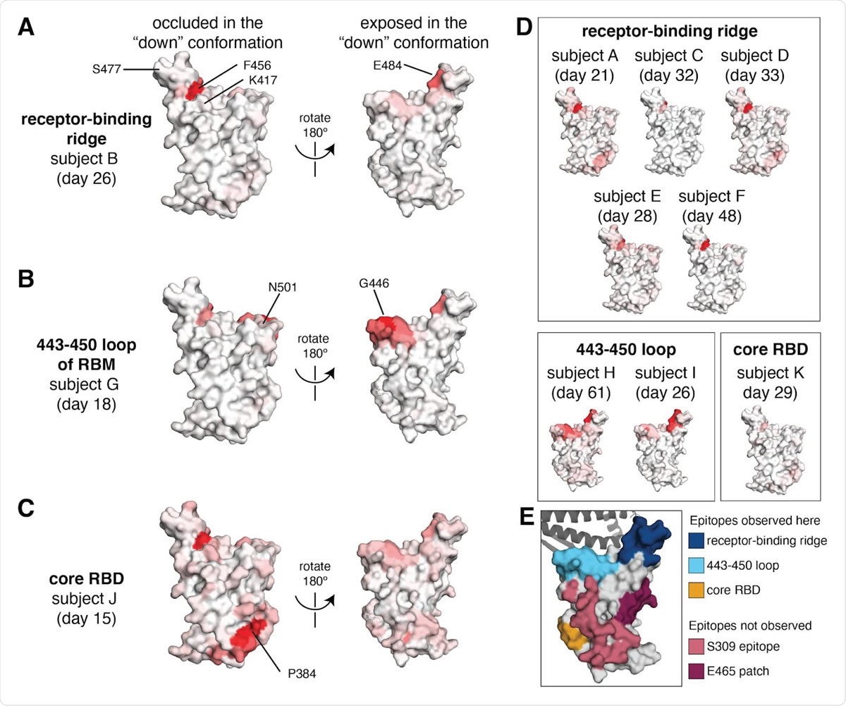 Regions of the RBD where mutations strongly reduced binding by the antibodies in sera collected from 11 individuals. The total effect of mutations at each site (sum of escape fractions) are projected onto the structure of the RBD (PDB 6M0J), with white indicating no effect of mutations at that site and red indicating a large reduction in antibody binding. Two views of the RBD are shown: the surface of the RBD that is buried in the “down” conformation, and the surface that is always exposed and accessible (Walls et al., 2020; Wrapp et al., 2020) . (A) For some individuals (typified by subject B), antibody binding is predominantly reduced by mutations in the receptor-binding ridge, particularly at sites F456 and E484. (B) For some individuals (typified by subject G), antibody binding is strongly reduced by mutations in the 443–450 loop of the RBM in addition to the receptor-binding ridge. (C) For a few individuals (typified by subject J), antibody binding is affected by mutations in the core RBD epitope around site P384. (D) Samples from the other eight individuals fall in one of the three classes detailed in panels (A) to (C) . For panels (A) to (D) , the white-to-red coloring scale is set to span the same range as the y-axis limits for that serum in Figure 2 . (E) Mutations in two major surface regions (the S309 epitope and the sites near E465) do not strongly affect serum antibody binding for any of the subjects. Shown is a surface representation of the RBD, with the 3 polyclonal serum epitopes colored as in Figure 2 . The S309 epitope and region near E465 (“E465 patch”) are shown in pink and maroon. ACE2 is shown in a dark gray cartoon representation.