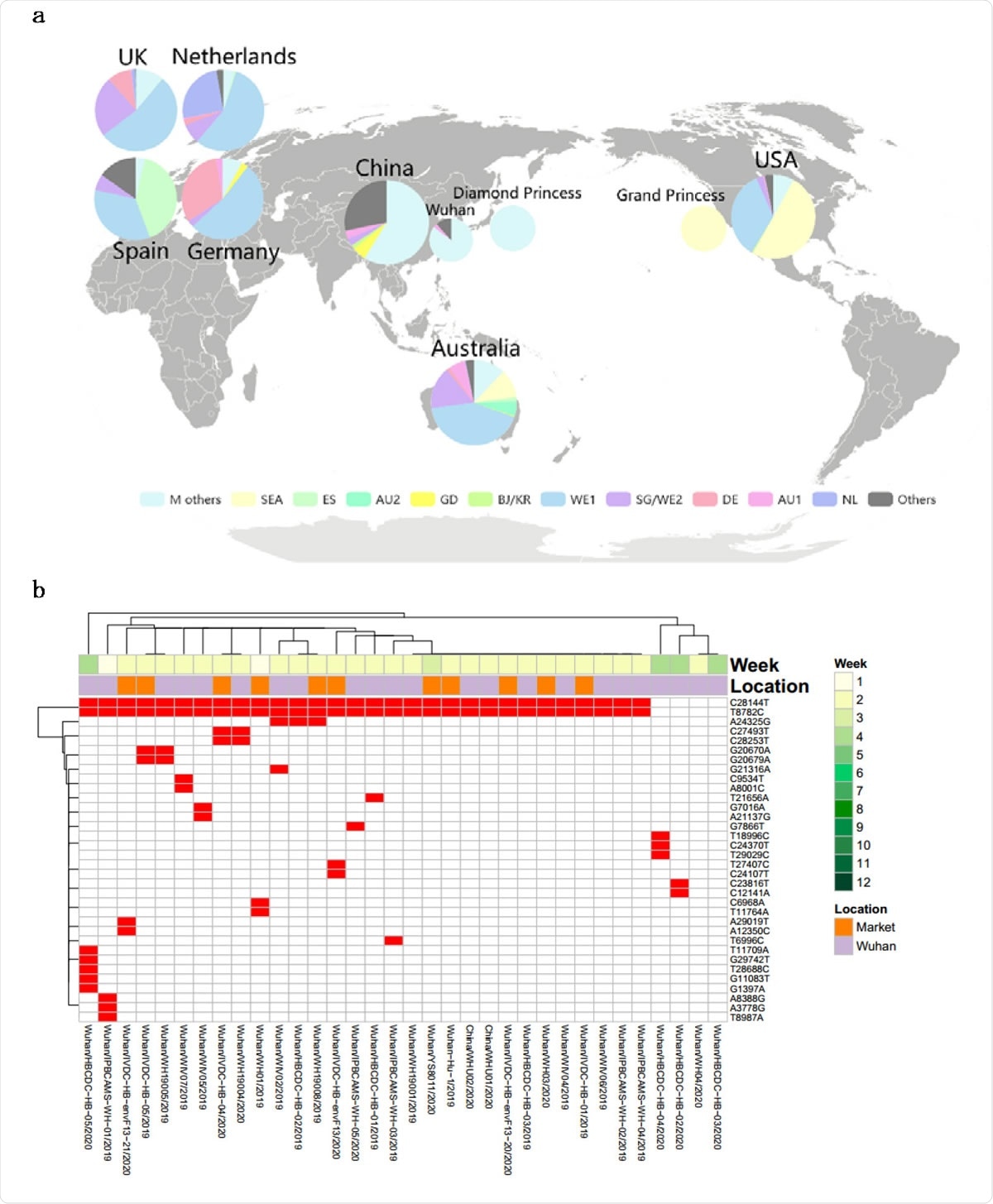 Major genotypes identified in the study. (a) Unsupervised mutaion clustering of all samples. Mutations concurently called from at least 5 samples were included. 11 distinctive major mutation profiles were identified based on clustering tree branches and were named mainly based on the geographic locations where a certain genotype was initially or mainly reported from. The two-letter ISO country codes were used to indicate the countries associated with the mutation profiles (as shown at lower color bar). The upper color bar demonstrates genotypic homogeneity within each clustering tree branch. (b) Pedigree chart of major genotypes. In combination of mutation clustering and available epidemiologic information, 11 distinctive main genotypes were characterized and the pedigree chart demonstrated the relationship of each genotype. The genotypes from Diamond Princess and Grand Princess derived from M type and SEA type respectively, were indicated with dashed arrows.