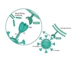 Research and Development Progress of a SARS-CoV-2 Neutralizing Antibody
