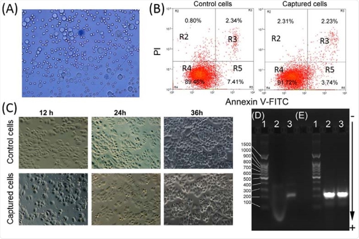 Viability and PCR analyses of the captured tumor cells. (A) Microscopic image of captured cells dyed by trypan blue. (B) Apoptosis analysis of the control of tumor cells and captured tumor cells by flow cytometry. At least 10,000 cells were measured per sample. The proportion (%) of cell number is shown in each quadrant. The proportion of viable cells was shown in the R4 quadrant (FITC-/PI-), early apoptotic cells shown in the R5 quadrant (FITC+/PI-), late apoptotic/necrotic cells shown in the R3 quadrant (FITC+/PI+). (C) Microscopic images of the control and captured tumor cells were plated and cultured for 12, 24, and 48 h. Agarose gel electrophoresis of products from RT-PCR amplification of EGFR mutation (D) and GAPDH (E). (Lane 1: DNA ladder, Lane 2: A549 cells captured with iFMNs, Lane 3: HCC827 cells captured with iFMNs).