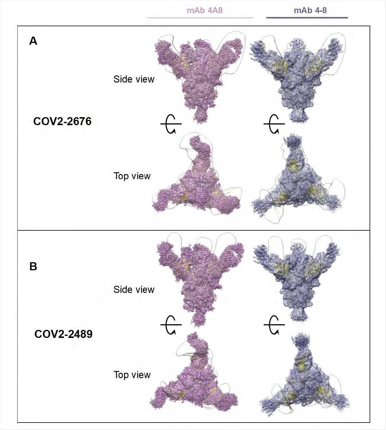 Superimposed Fab-Spike negative stain EM. A) COV2-2676 with mAb on the top is side view 4A8 (left), mAb 4-8 (right) and bottom is top view of the same. B) COV2-2489 with mAb on the top is side view 4A8 (left), mAb 4-8 (right) and bottom is top view of the same.