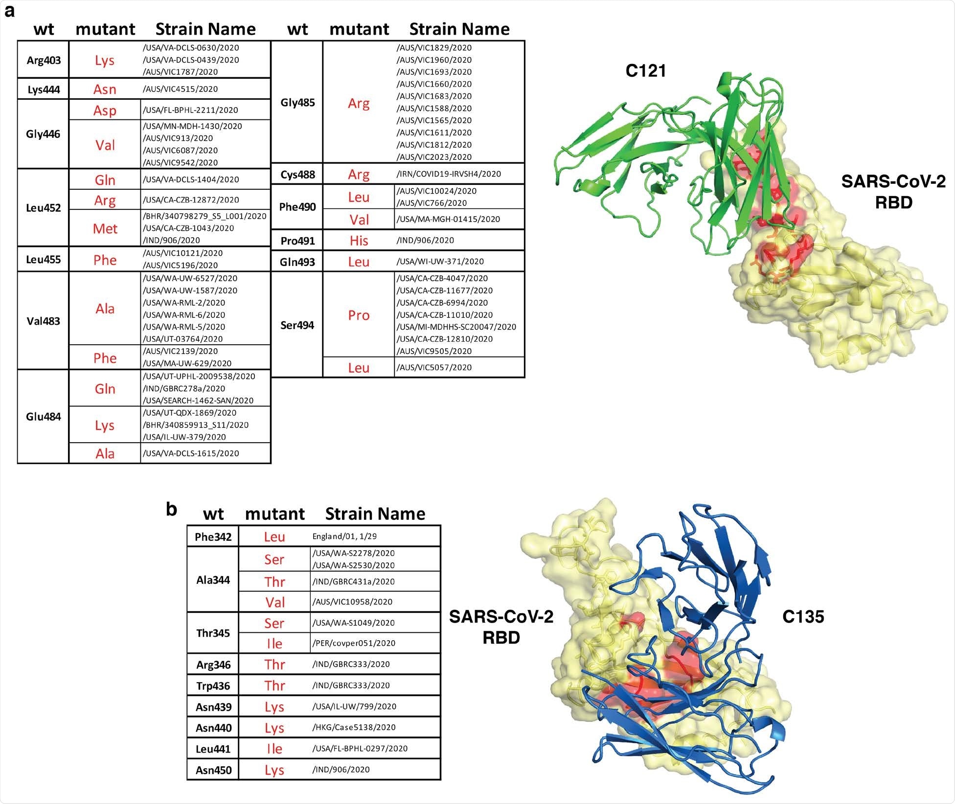 Natural SARS-CoV-2 variants in the C121 and C135 epitopes. Summary of naturally occurring mutations in the C121 (a) or C135 (b) epitopes reported in circulating SARS-CoV-2 (as of January 1, 2021). The location of the mutated residues is shown in red on the RBD structure. C121 and C135 variable regions are in green and blue (PDB ID: 7K8X and 7K8Z respectively).