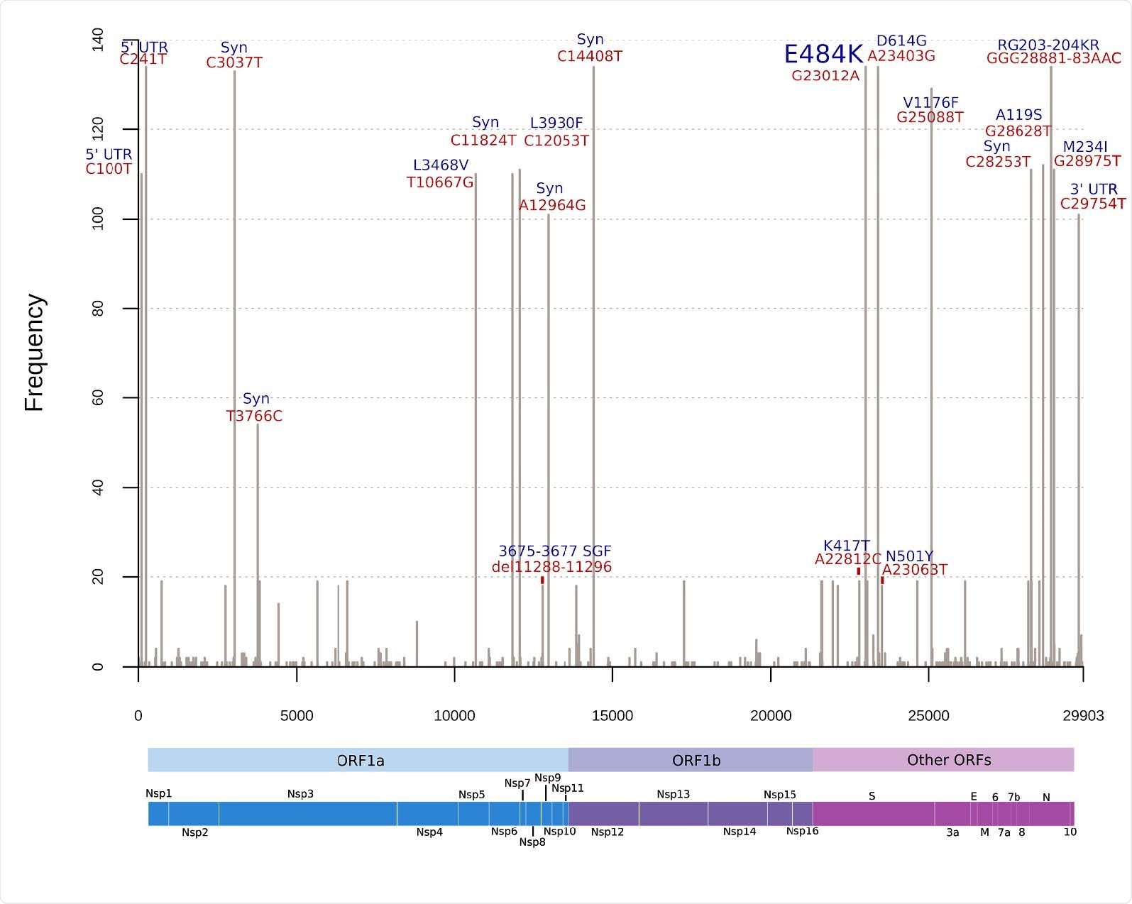 Histogram of frequent mutations observed in the Brazilian SARS-CoV-2 genomes harboring E484K mutation. Red labels above the bars indicate absolute nucleotide position and the blue labels indicate effects of these mutations in the corresponding proteins. As P.1 has only 19 genomes represented and multiple mutations, only main mutations of concern were highlighted. UTR: Untranslated region; Syn: Synonymous substitution; del: deletion; ORF: Open Reading Frame; Nsp: Non-structural protein; S: Spike; E: Envelope; M: Membrane; N: Nucleocapsid.